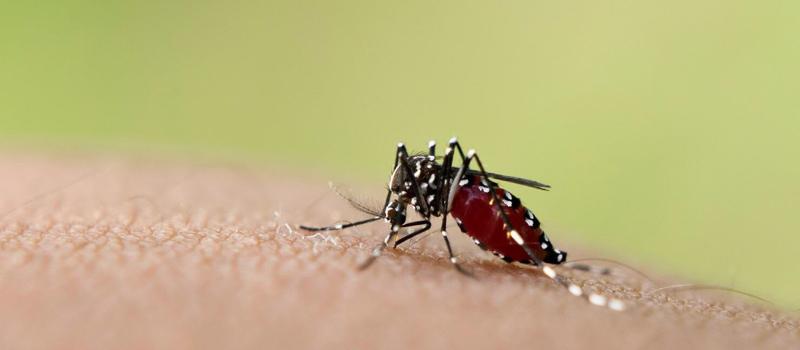 Mosquitoes Migrate into New Territory, Bringing Disease with Them