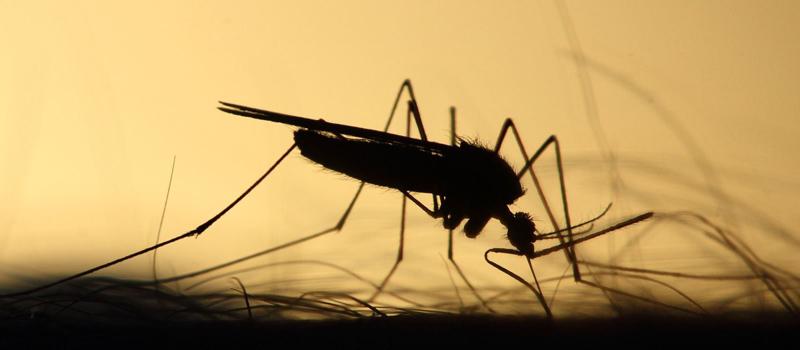 Can I Catch the Corona Virus or Influenza from a Mosquito?