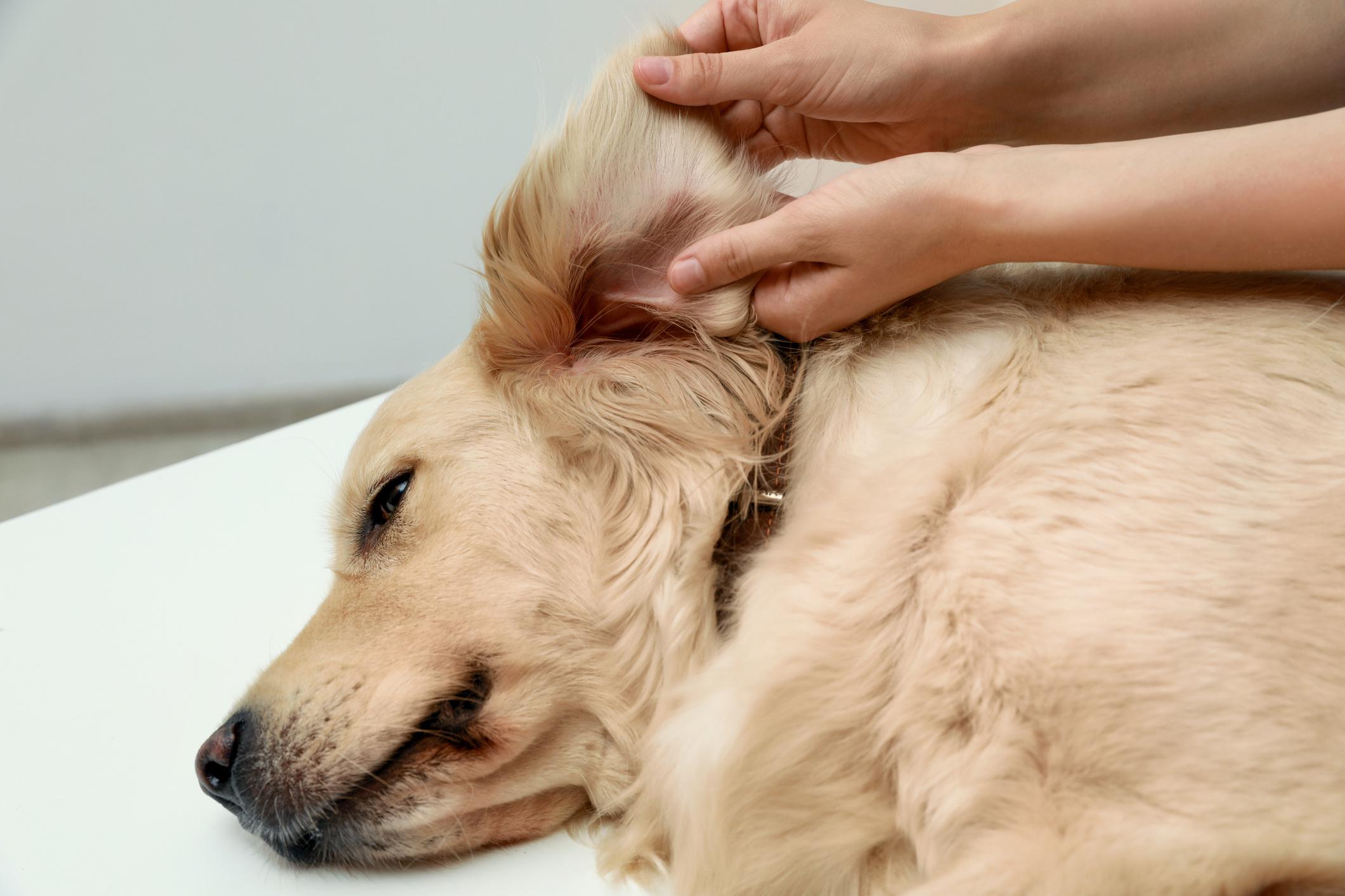 Common Types of Ticks That Could Be on Your Dog
