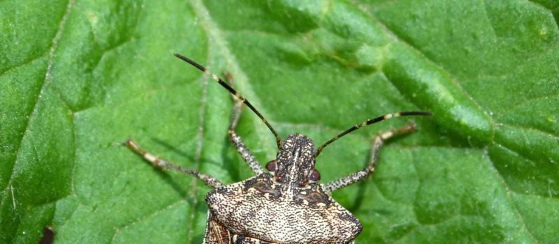Don’t Let Stink Bugs Leave A Stench in Your Home