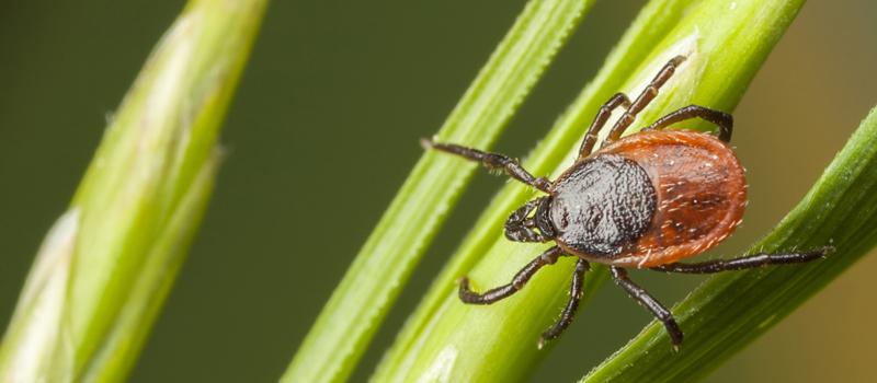 Landscaping Tips to Help Keep Ticks Out of Your Yard