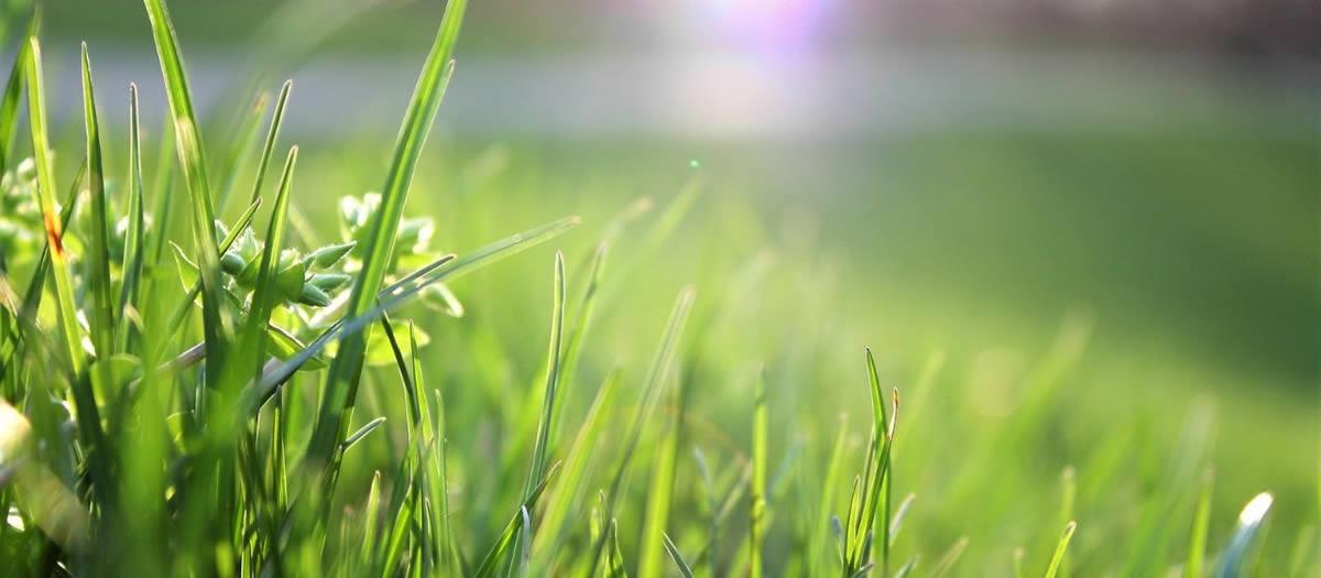 How to Treat a Lawn for Insects