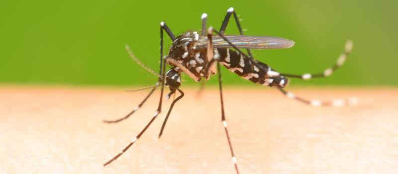 Tips from Mosquito Squad of Southern Maine
