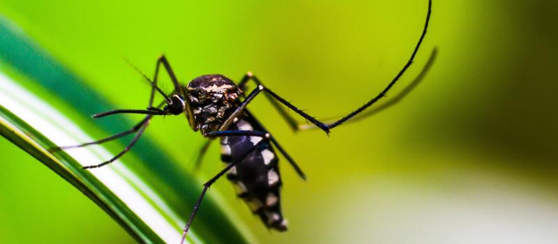 The Future of Mosquito Control and Protection for Today