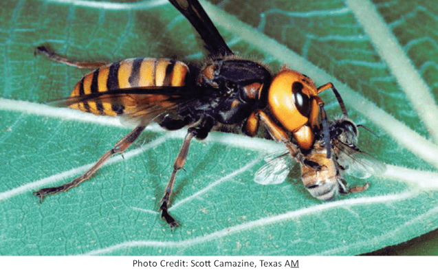 an image of a murder hornet