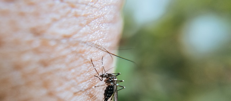 Why You Need A Mosquito Control Service