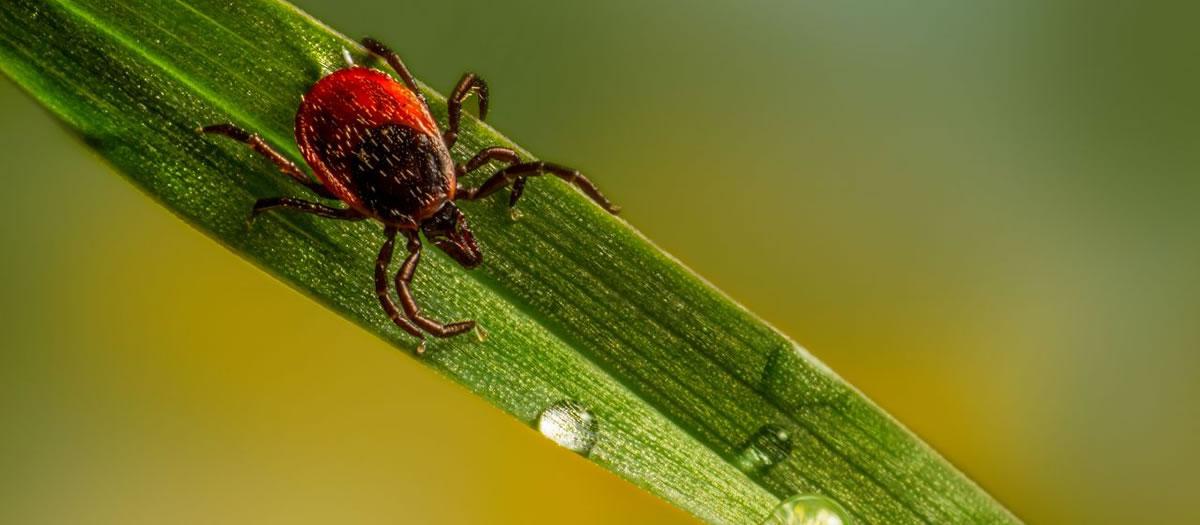 What Attracts Ticks to Your Yard?
