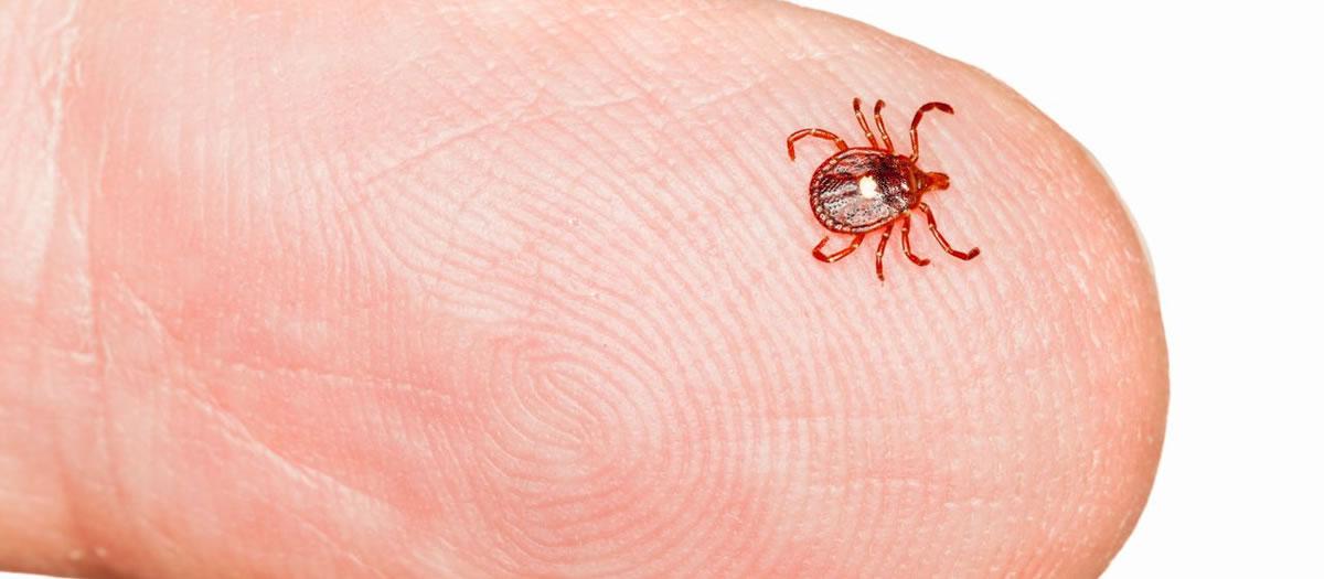 What Happens If You Get Bit By a Lone Star Tick?