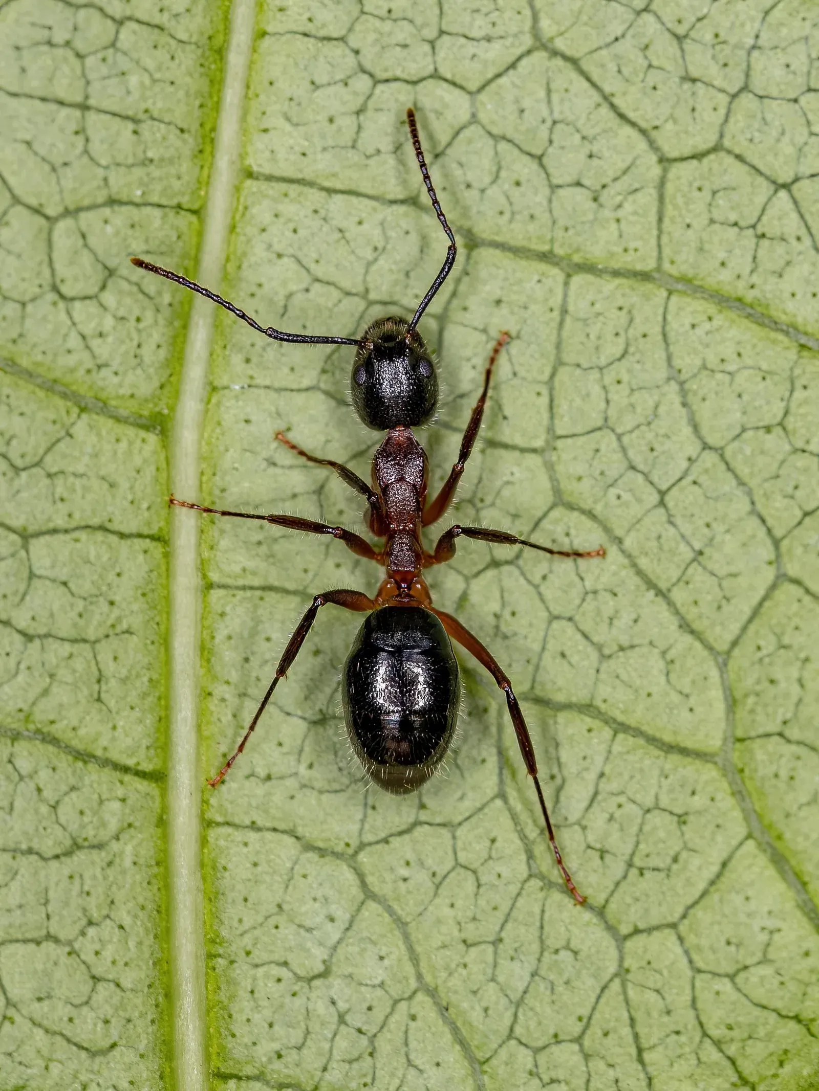 Ant Season on Cape Cod: When Do Ants Become a Problem and What to Do About It
