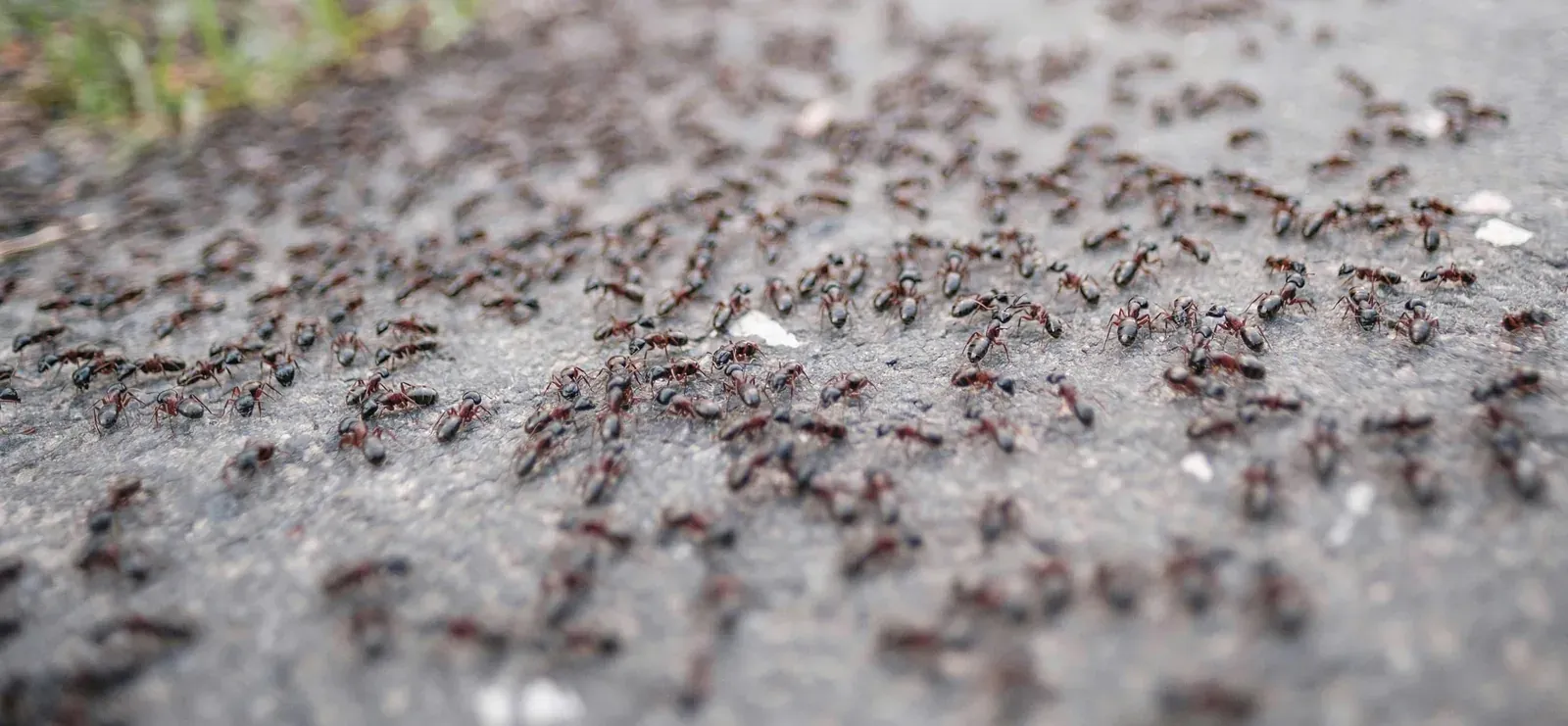 Trail of ants crossing pavement