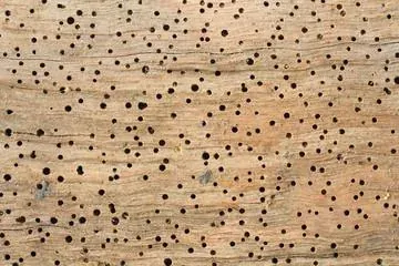 Carpenter Ants and Carpenter Bees Are Destroying Cape Cod Homes — Here's How to Stop Them