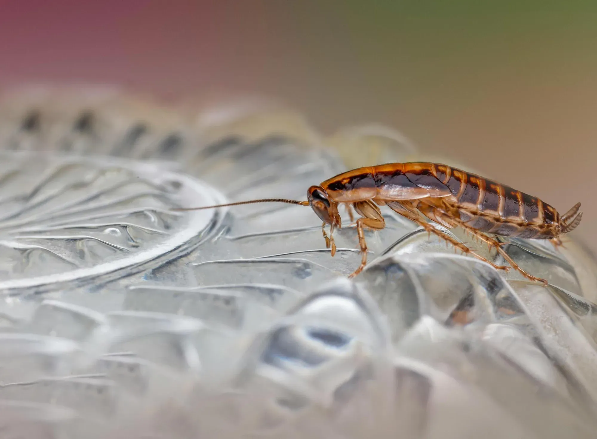 German cockroach on textured glass