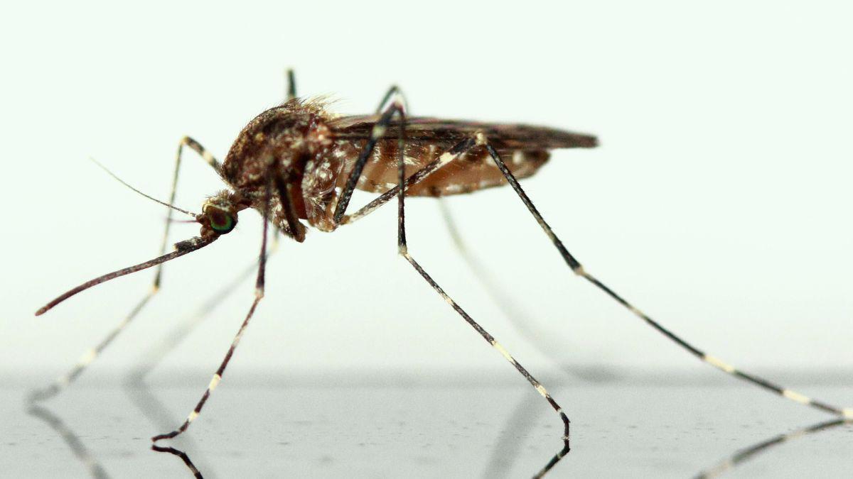 10 Things You Didn't Know About Mosquitoes