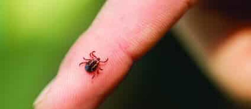 What Does A Tick Bite Look Like?