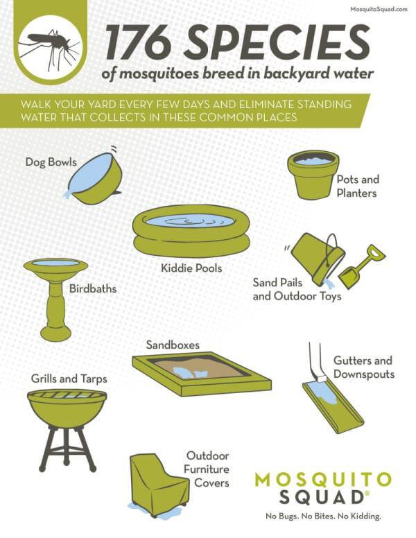 An info graphic with the 176 species of mosquitoes 