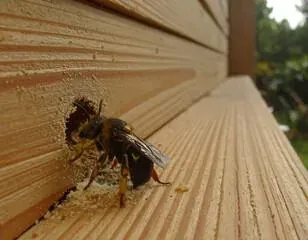 carpenter bee hole