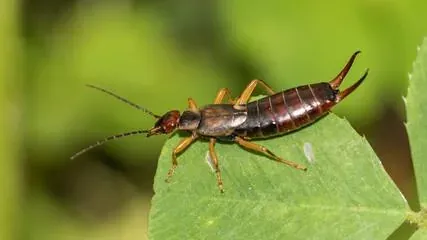 earwig on leaf