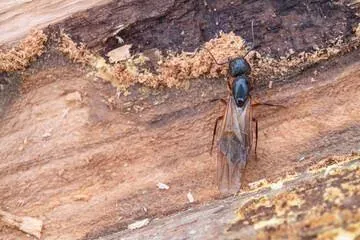 carpenter ant swarmer