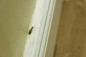millipede on wall trim