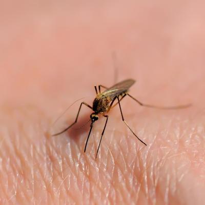 A mosquito on a person's skin