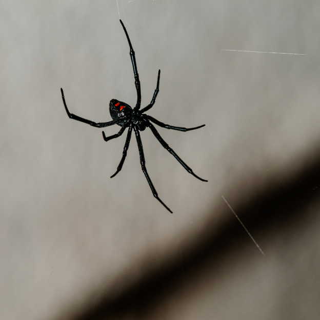 What Do I Need to Know About Spider Control Near Me?