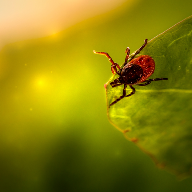 Mosquito Squad Has Everything You Need to Control Ticks in Waukesha County!