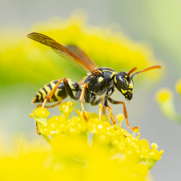 University Park Yellow Jacket Control