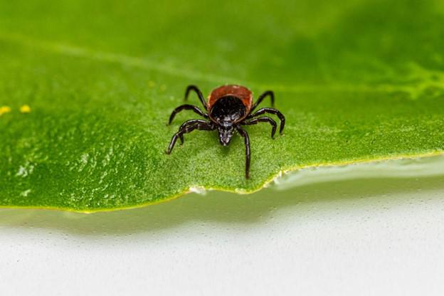 Try Mosquito Squad for Powerful Tick Control in Menomonee Falls!