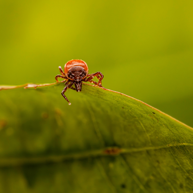 Mosquito Squad offers Powerful Mosquito Control in Brookfield!