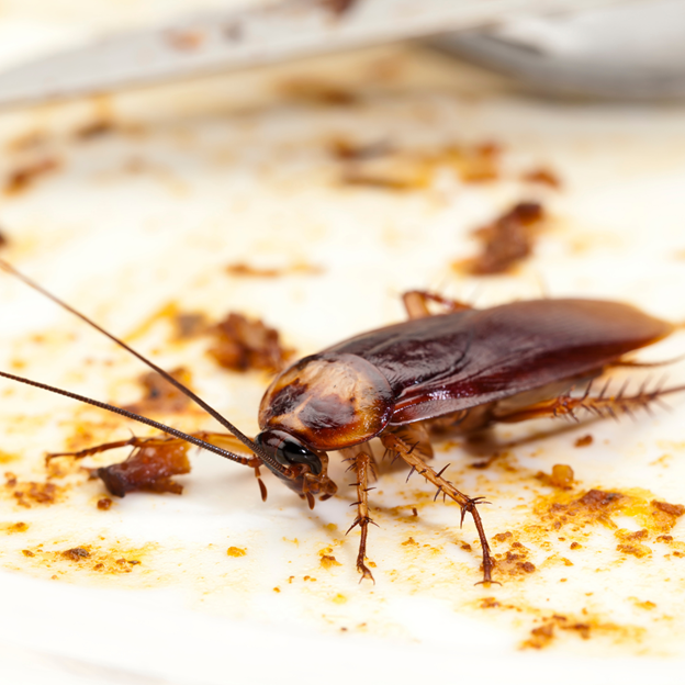 Why You Should Let Mosquito Squad Handle Your New Berlin, WI Cockroach Control