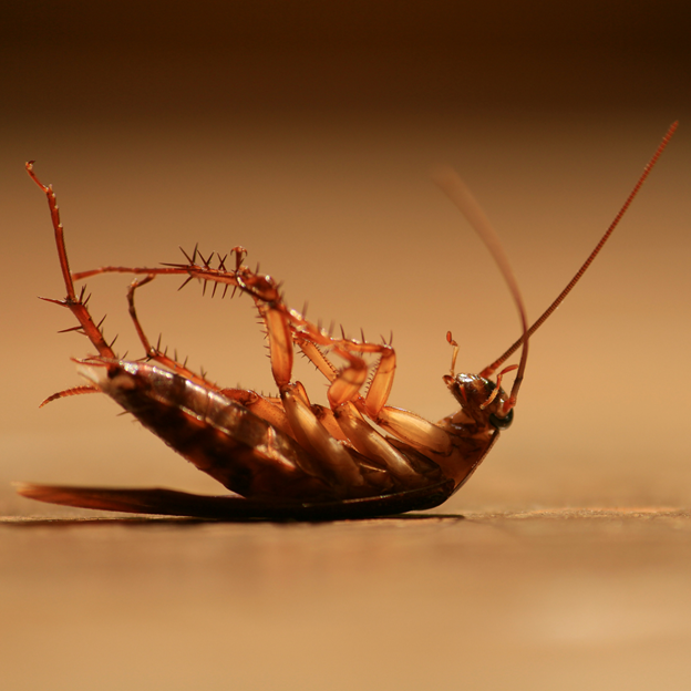 5 Reasons to Try Mosquito Squad for Brookfield, WI Cockroach Control
