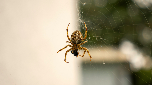Are Spiders in Your Home Dangerous or Just Annoying?