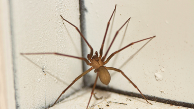 Why Are There So Many Spiders In My House?