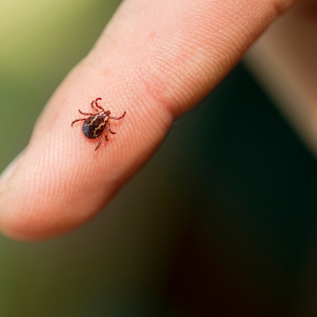Preston Hollow Tick Control