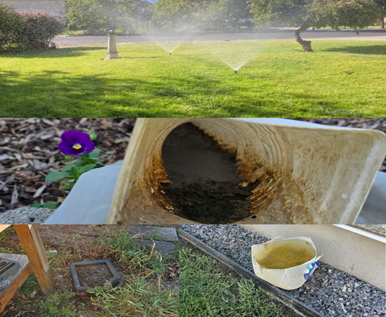 Yard Features That Attract Mosquitoes (And How to Fix Them)