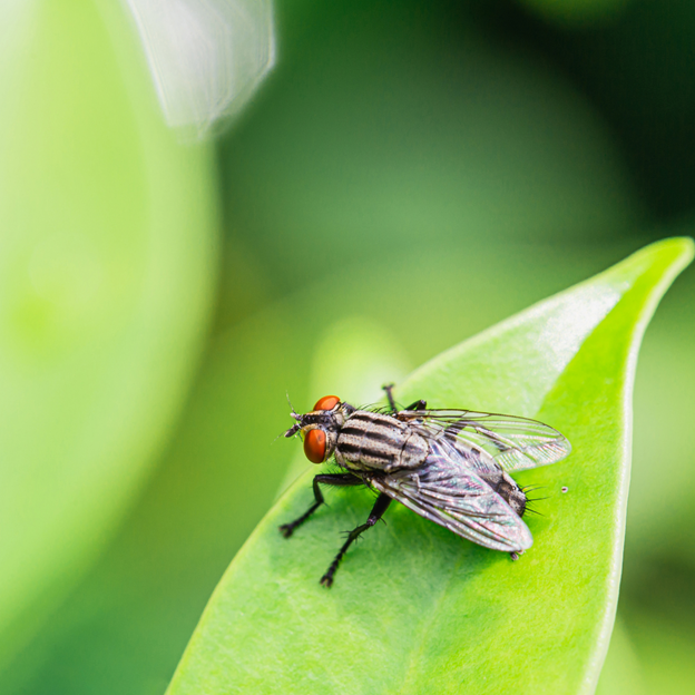 Are Flies Taking Over Your Home? Mosquito Squad has the Fly Control You're Looking For in Waukesha County!