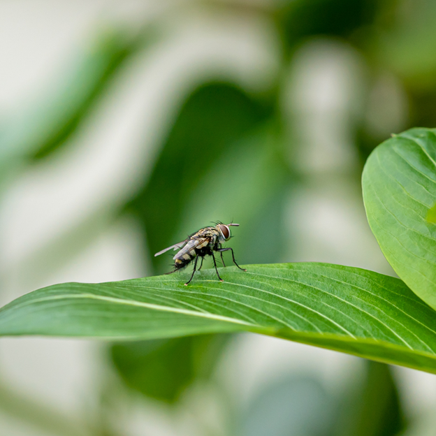 Richardson Fly Control