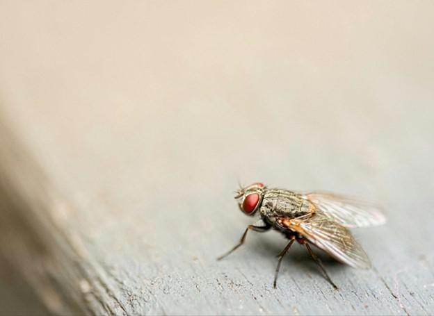 Fly Control in Dallas, TX