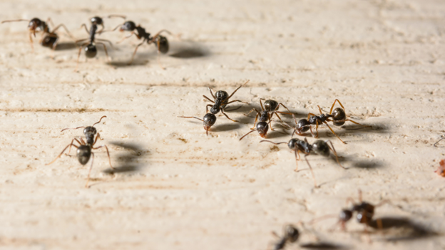 The Most Common Types of Ants in Guilford, CT