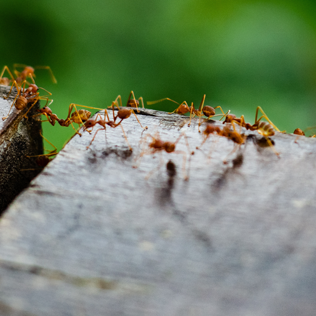 Fire Ant Control Solutions in Lake Country