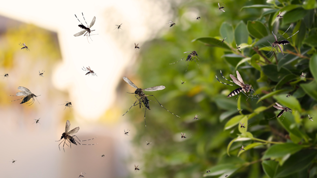 Whispering Pines Mosquito Forecast: When to Expect Them
