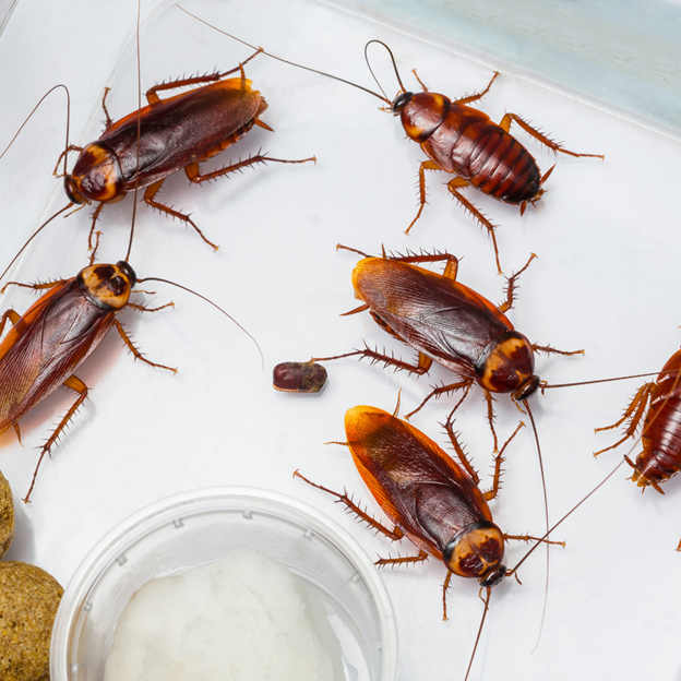 Curious About Mosquito Squad's Solutions for Menomonee Falls Cockroach Control?