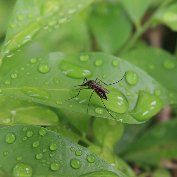 Is Mosquito Squad the Right Choice for Mosquito Treatment Near Me?