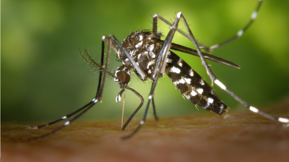 DIY VS. Professional Huntsville Mosquito Control: Can Both Work?
