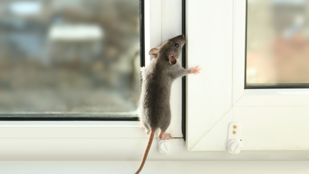 Where Do Pests Enter Your Home in Fall and Winter?