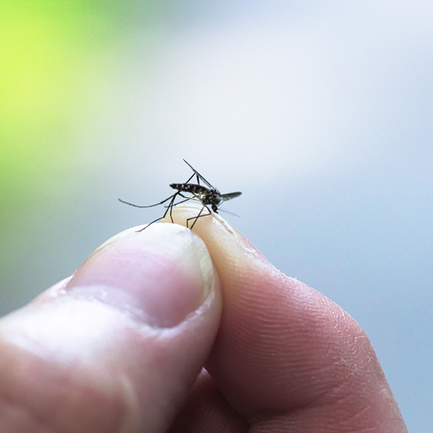 Lake Country Mosquito Pest Control