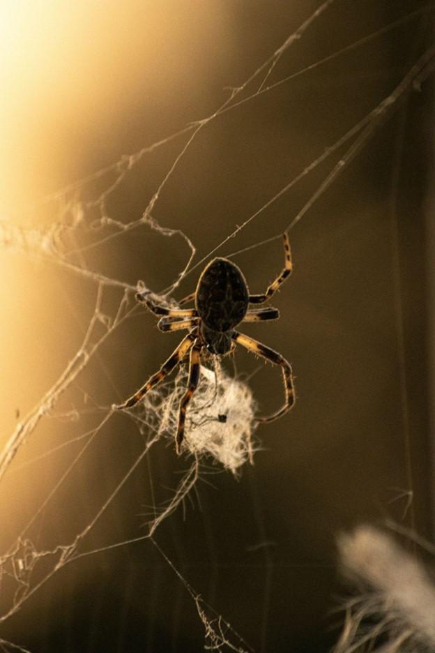 Your Guide to Mosquito Squad’s New Berlin, WI Spider Control Solutions