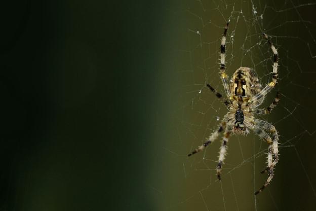 What You Need to Know About Mosquito Squad's Menomonee Falls Spider Control Solutions