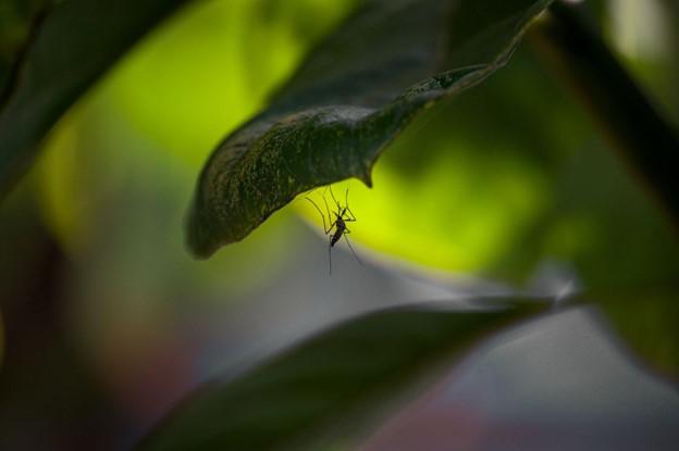 Is Mosquito Squad the Right Choice for Mosquito Control Near Me?