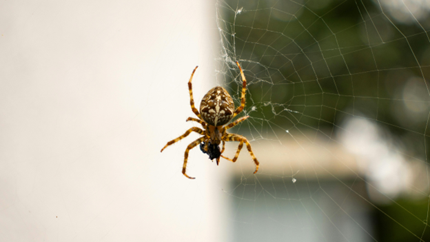 Why Are There So Many Spiders This Year?